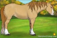 Horse Color:Red Dun Splash 