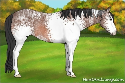 Horse Color:White Spotted Bay Ice Rabicano
