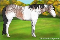 Horse Color:White Spotted Bay Ice Rabicano