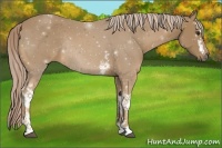 Horse Color:White Spotted Palomino Rabicano