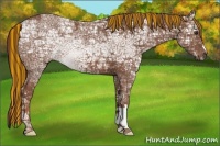 Horse Color:Painted Chestnut Ice