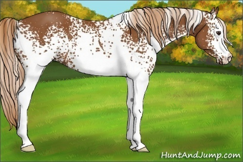 Horse Color:White Spotted Chestnut 