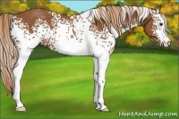 Horse Color:White Spotted Chestnut 