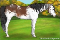 Horse Color:White Spotted Bay 