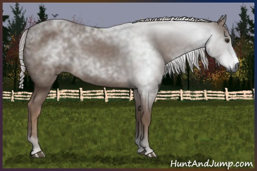 Horse Color:Gray Chestnut