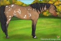 Horse Color:White Spotted Brown Dun 