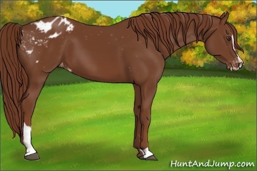 Horse Color:Chestnut Sabino Appaloosa 