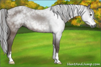 Horse Color:Gray Bay Sabino