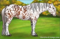 Horse Color:Brown Appaloosa  and Brown Appaloosa 