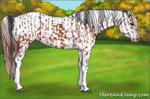 Horse Color:Brown Appaloosa  and Brown Appaloosa 