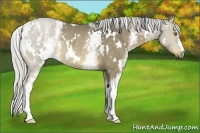 Horse Color:White Spotted Silver Buckskin Rabicano 