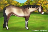 Horse Color:Bay Onyx 