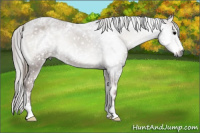 Horse Color:Gray Blue Onyx Appaloosa