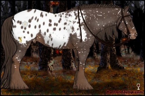 Horse Color:Liver Red Roan Appaloosa 