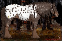 Horse Color:Liver Red Roan Appaloosa 