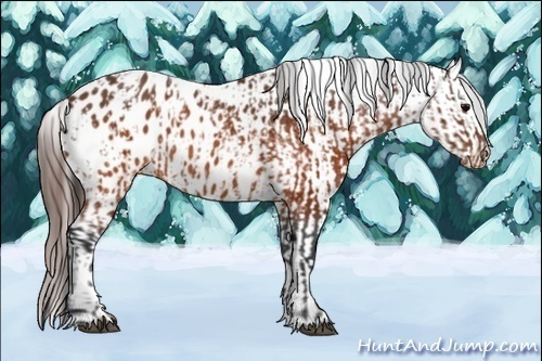 Horse Color:Brown Appaloosa  and Brown Appaloosa Rabicano 