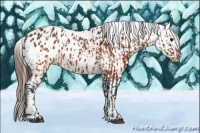 Horse Color:Brown Appaloosa  and Brown Appaloosa Rabicano 