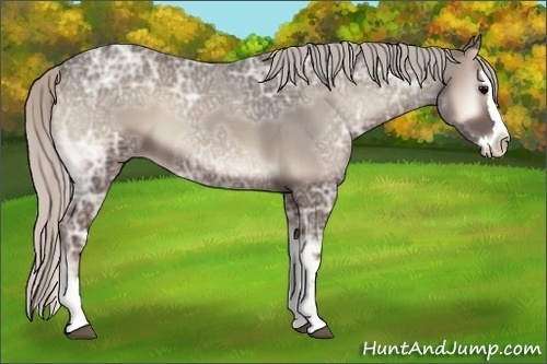 Horse Color:Silver Blue Onyx Ice Roan Splash 