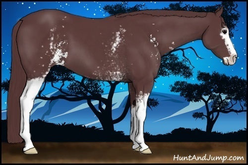 Horse Color:White Spotted Chocolate Black Sabino