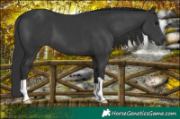 Horse Color:Black 