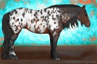 Horse Color:Brown Appaloosa  and Brown Appaloosa 