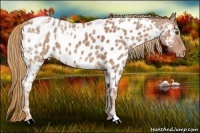 Horse Color:White Spotted Chestnut Ice Appaloosa 