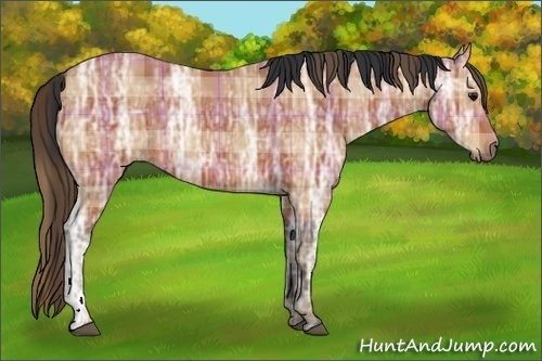 Horse Color:Plaid Bay Ice
