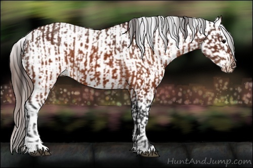Horse Color:Brown Appaloosa  and Brown Appaloosa 