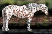 Horse Color:Brown Appaloosa and Brown Appaloosa