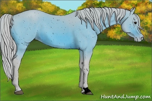 Horse Color:ERROR: UNKNOWN ANOMALY