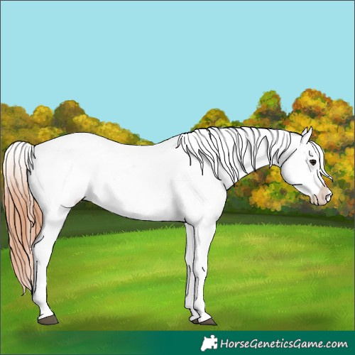 Horse Color:Brown Appaloosa and Brown Appaloosa