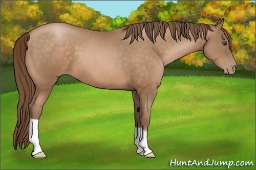 Horse Color:Brown Pearl