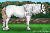 Horse Color:Buckskin Roan Dun Blanket