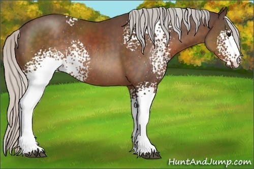 Horse Color:White Spotted Silver Brown Rabicano 