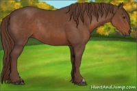 Horse Color:Liver Chestnut Rabicano