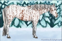 Horse Color:Brown Appaloosa  and Silver Brown Appaloosa 