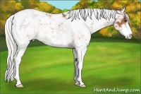 Horse Color:Silver Bay Sabino