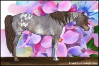 Horse Color:White Spotted Liver Red Roan Appaloosa