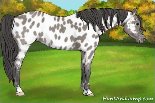 Horse Color:Grullo Appaloosa 