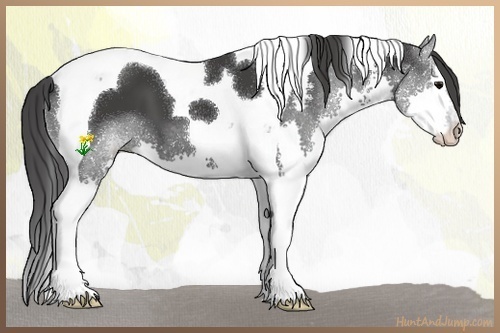 Horse Color:Black Splash Tobiano