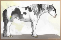 Horse Color:Black Splash Tobiano 