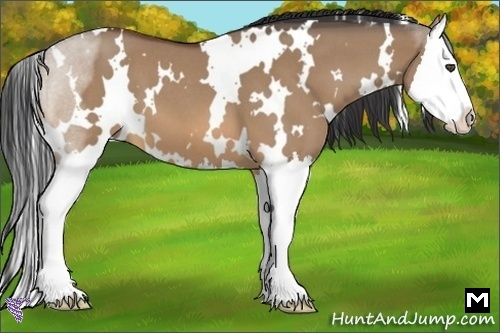 Horse Color:White Spotted Bay Roan Dun Splash 