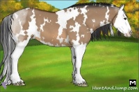 Horse Color:White Spotted Bay Roan Dun Splash 
