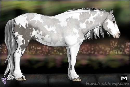 Horse Color:White Spotted Grullo Splash Frame Rabicano