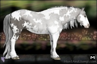 Horse Color:White Spotted Grullo Splash Frame Rabicano
