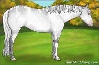 Horse Color:White Spotted Silver Sable Champagne Chinchilla