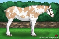 Horse Color:White Spotted Gold Champagne Splash 