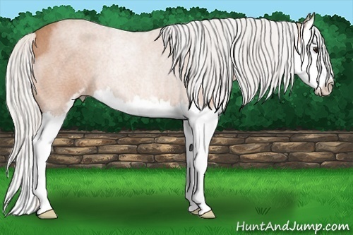 Horse Color:Silver Bay Roan Sabino Splash