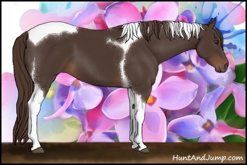 Horse Color:Liver Chestnut Tobiano