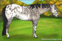 Horse Color:Gray Grullo Onyx Sabino Frame Near Leopard 